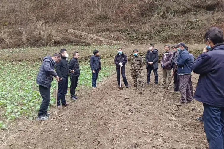 绞股蓝种植致富_致富种植绞股蓝好不好_致富种植绞股蓝怎么样