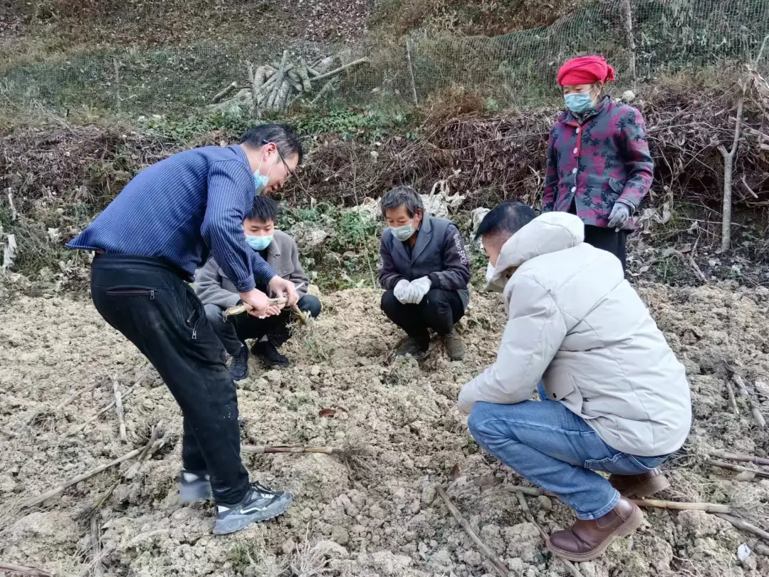 致富种植绞股蓝怎么样_致富种植绞股蓝好不好_绞股蓝种植致富