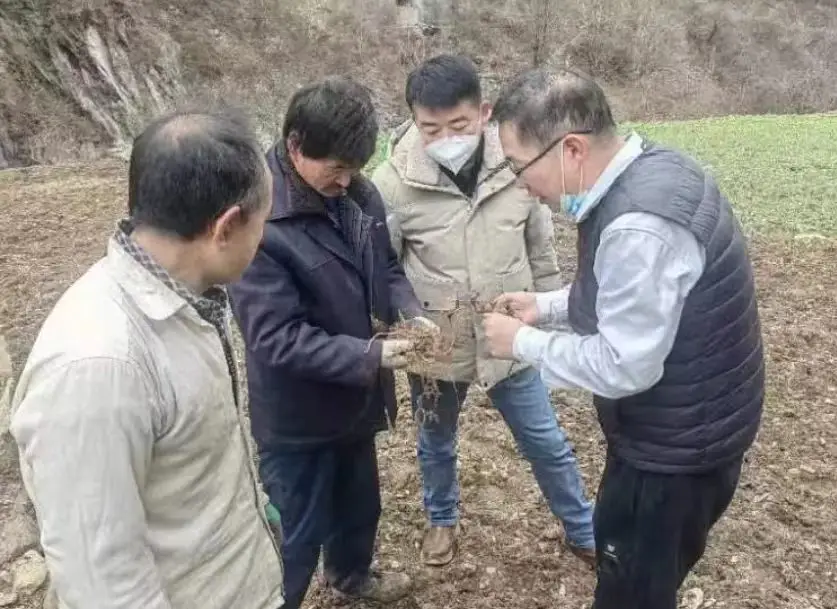 绞股蓝种植致富_致富种植绞股蓝好不好_致富种植绞股蓝怎么样