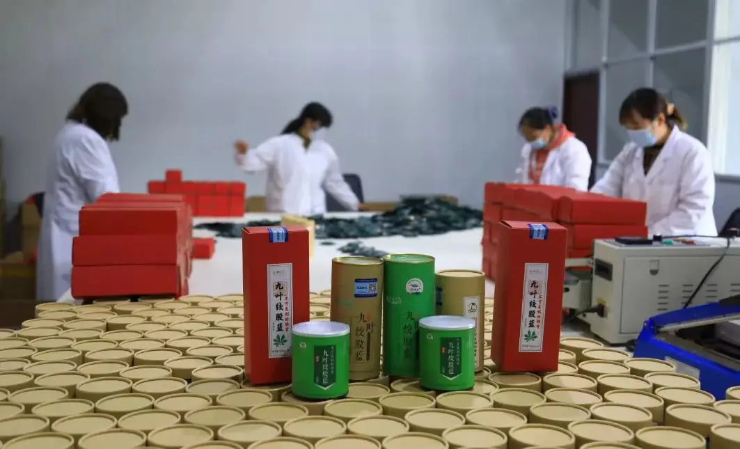 绞股蓝种植致富_致富种植绞股蓝怎么样_致富种植绞股蓝好不好