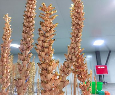 天麻种植技术和价格_种植天麻价格技术要求_种植天麻价格技术规范