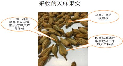天麻种植技术和价格_种植天麻价格技术要求_种植天麻价格技术规范
