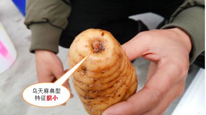 天麻种植技术和价格_种植天麻价格技术规范_种植天麻价格技术要求