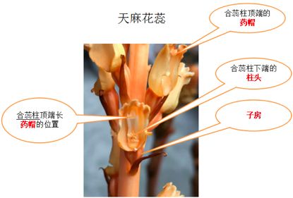 种植天麻价格技术要求_天麻种植技术和价格_种植天麻价格技术规范