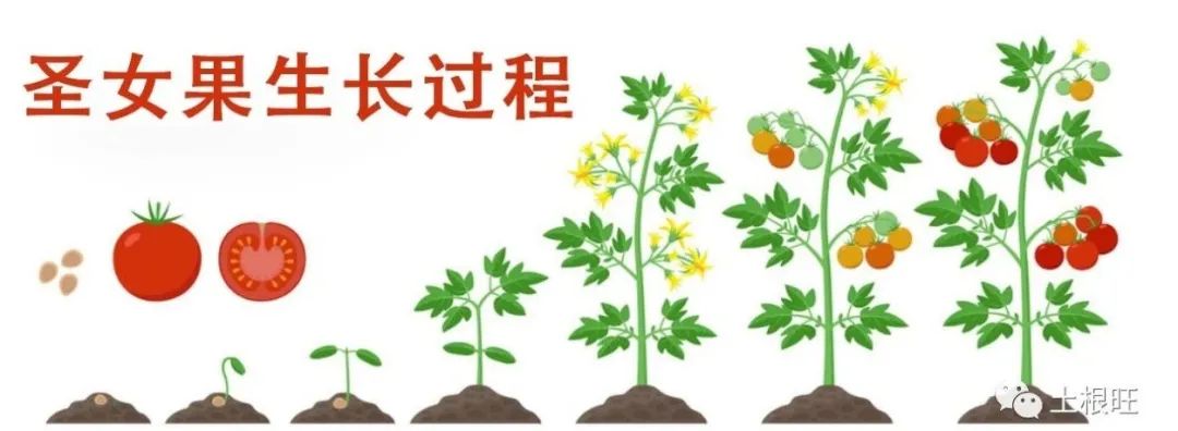 圣女果种植技术_如何种植圣女果苗_种植圣女果全部过程视频