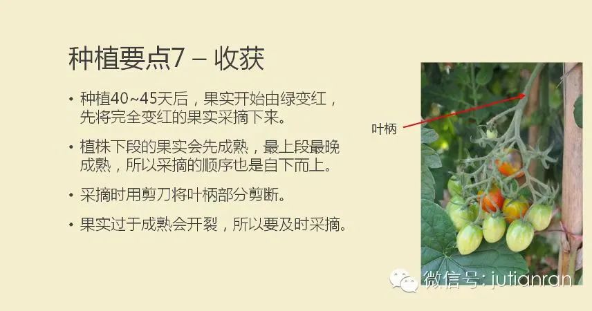 圣女果种植技术_圣女果树怎么种_如何种植圣女果苗