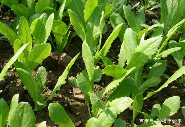油麦菜种植技术视频教程_油麦菜如何种植技术_种植菜技术油麦菜怎么种