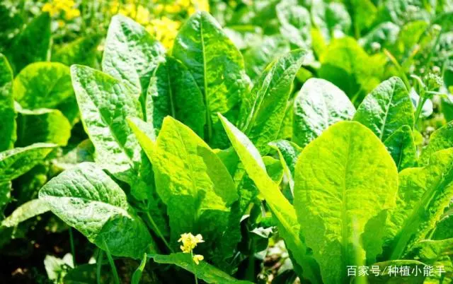油麦菜种植技术视频教程_油麦菜如何种植技术_种植菜技术油麦菜怎么种