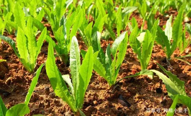 种植菜技术油麦菜怎么种_油麦菜如何种植技术_油麦菜种植技术视频教程