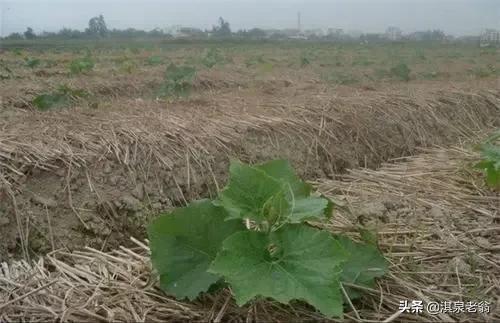 冬瓜栽种方法_花冬瓜怎么种植技术_冬瓜种植技术与管理