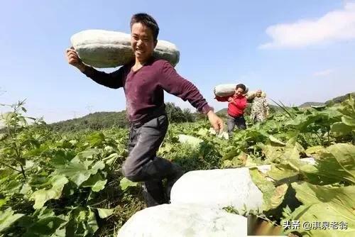 冬瓜种植技术与管理_冬瓜栽种方法_花冬瓜怎么种植技术