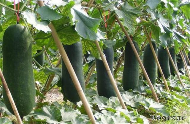 冬瓜种植花技术要点_花冬瓜怎么种植技术_冬瓜栽种方法