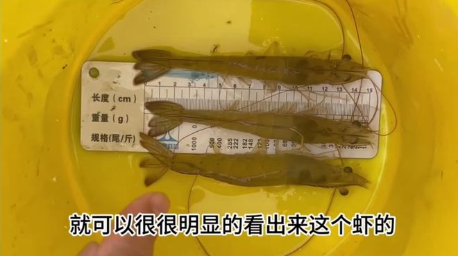 致富虾养殖_致富经河虾养殖_致富经养虾