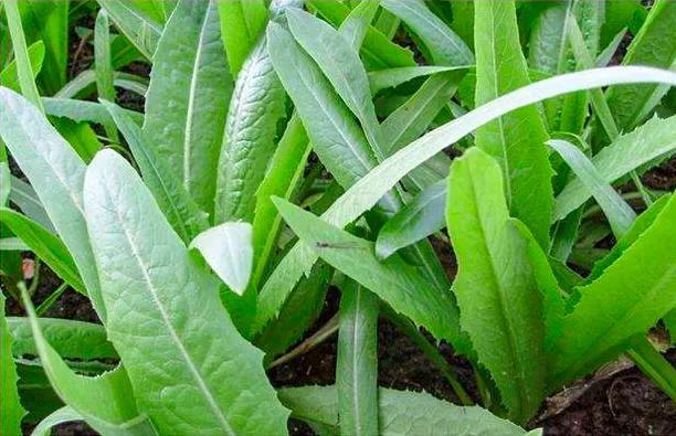 油麦菜如何种植技术_种植菜技术油麦菜怎么种_油麦种植技术视频
