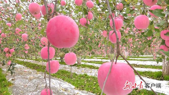 小苹果种植致富_小苹果怎么种植_小苹果种植技术