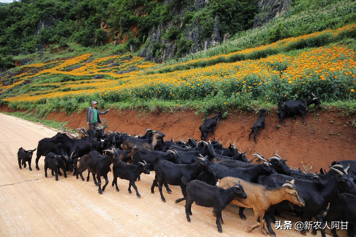 绵羊养殖厂_绵羊养殖致富项目_致富养殖绵羊项目简介