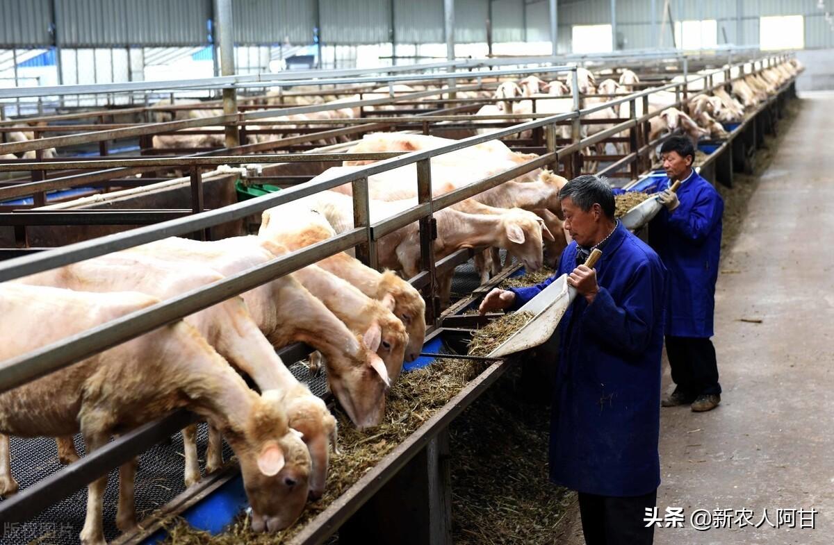 绵羊养殖厂_绵羊养殖致富项目_致富养殖绵羊项目简介