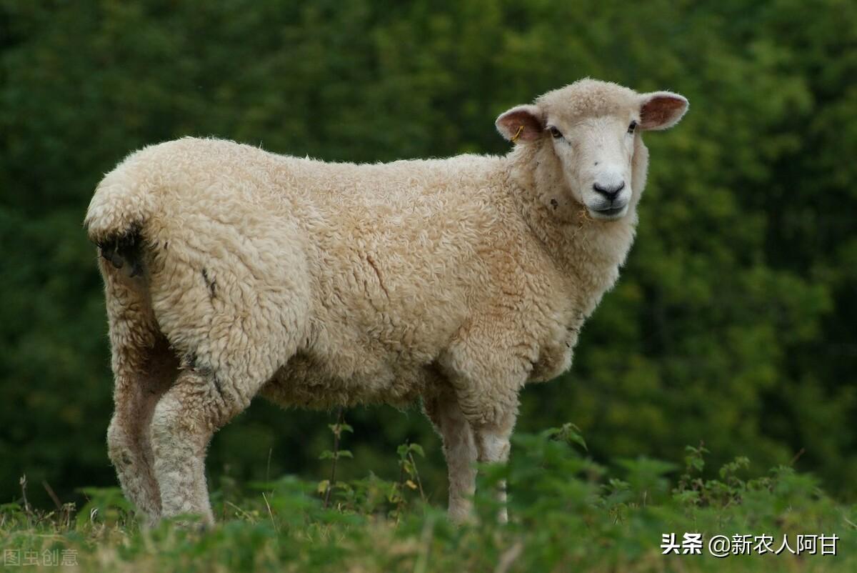 致富养殖绵羊项目简介_绵羊养殖致富项目_绵羊养殖厂