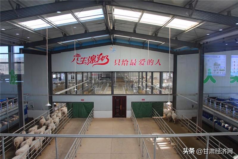 绵羊养殖致富项目_绵羊养殖厂_致富养殖绵羊项目介绍