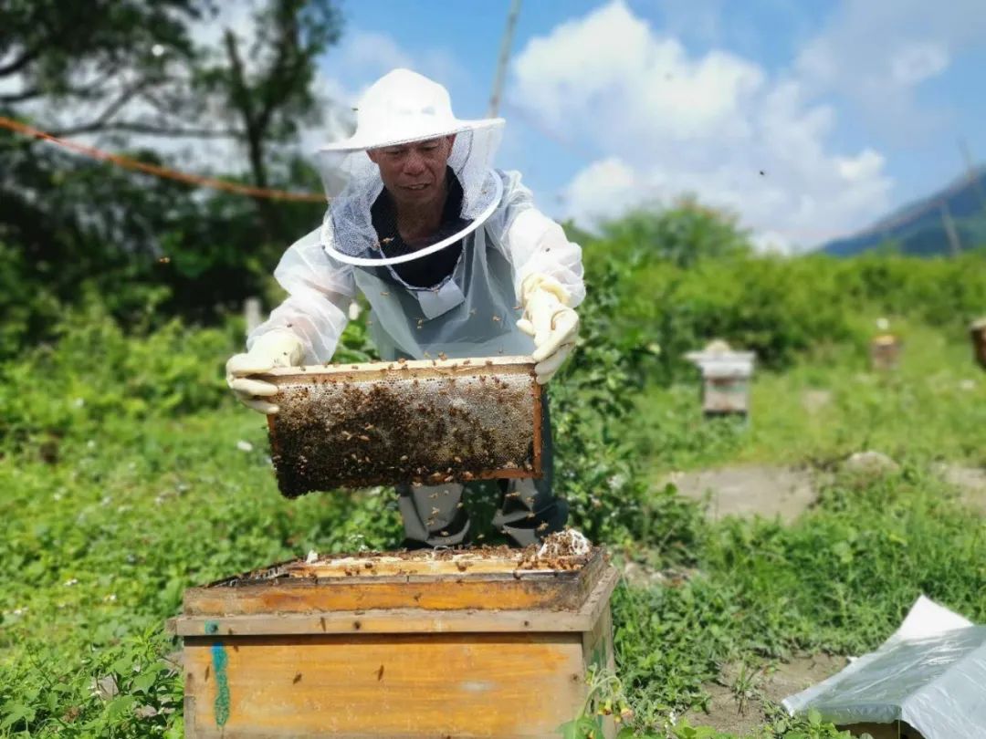 广东鳗鱼养殖_养殖鳗鱼赚钱吗_江门鳗鱼养殖致富
