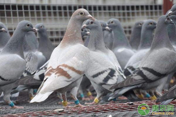 湖南肉鸽养殖致富_湖北肉鸽养殖户_肉鸽养殖价格