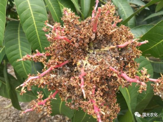 芒果种植视频教程_芒果种植视频技术_芒果种植的视频