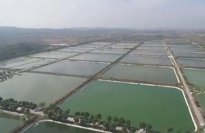 养殖致富案例_农村养殖致富故事_农村致富养殖项目大全