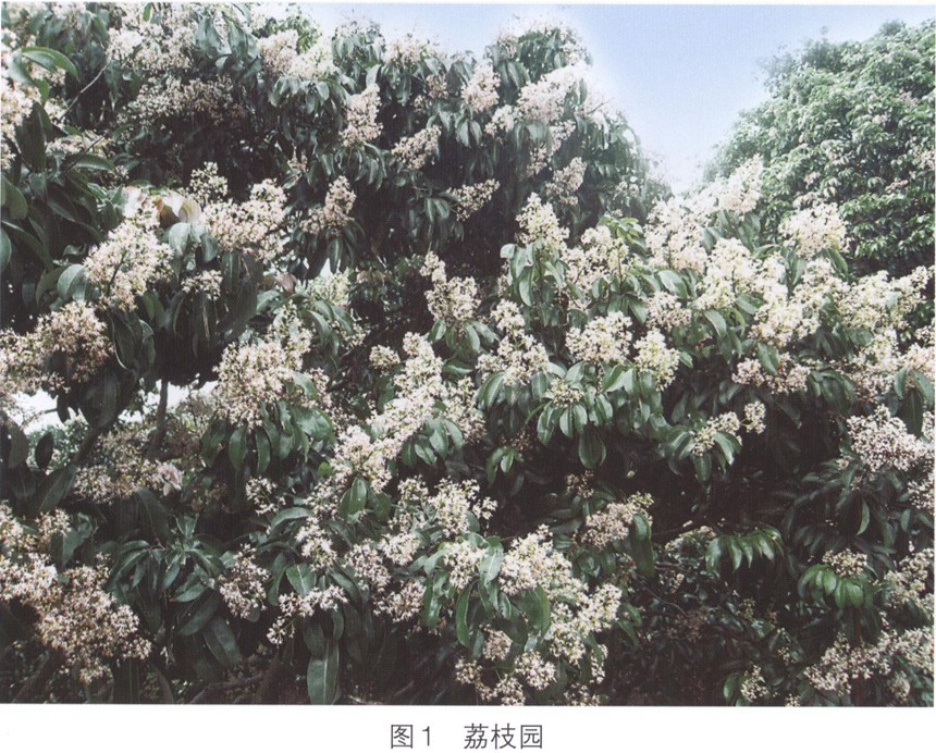 华南中蜂