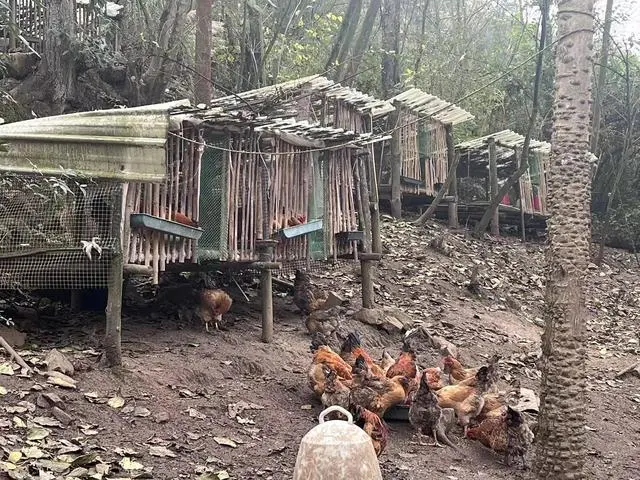 农业致富栏目_致富农场app下载_致富经视频生态农场