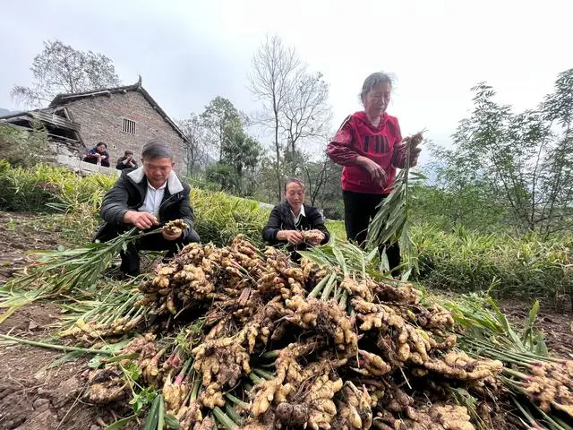 致富经视频生态农场_农业致富栏目_致富农场app下载
