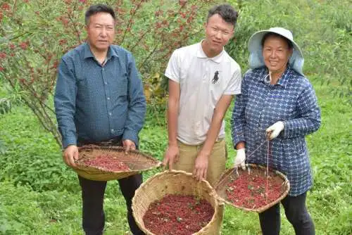 致富经鱼苗_致富经养金鱼_致富经金鱼