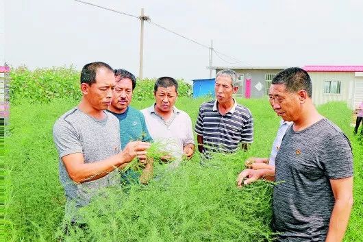 莱西葡萄园_莱西葡萄品种_莱西种植葡萄致富