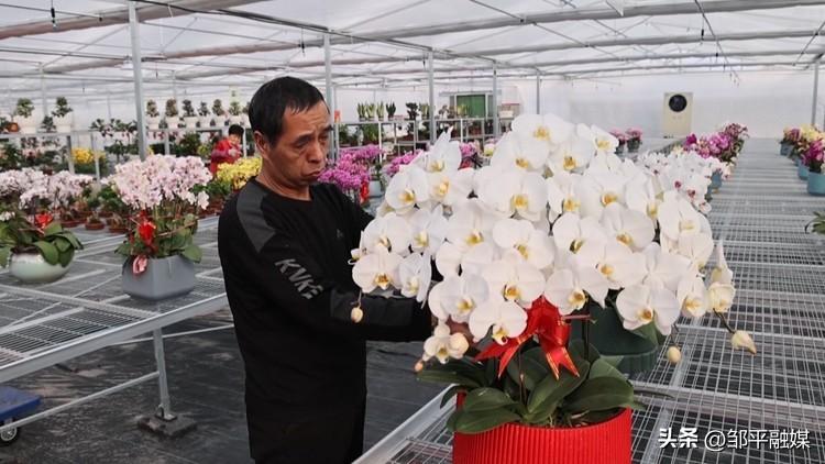 青州种植结构_青州种菜多吗_青州种植致富
