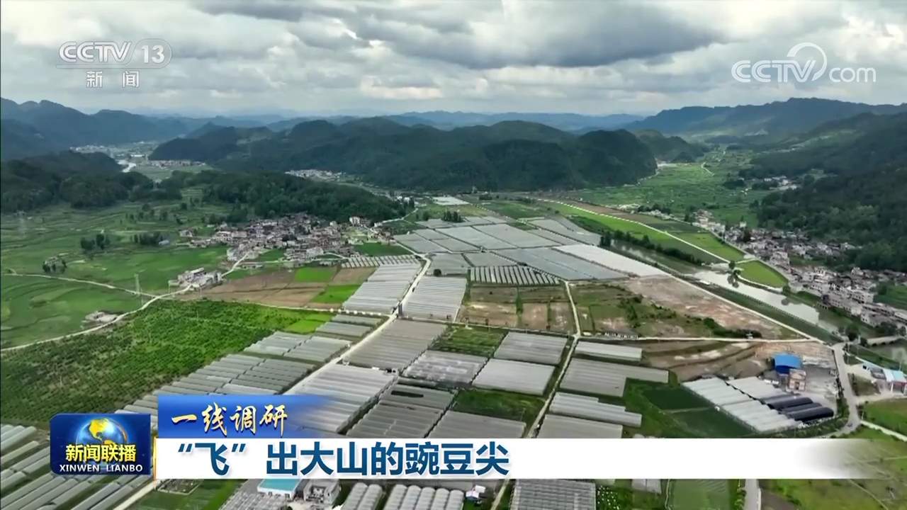 【一线调研】“飞”出大山的豌豆尖