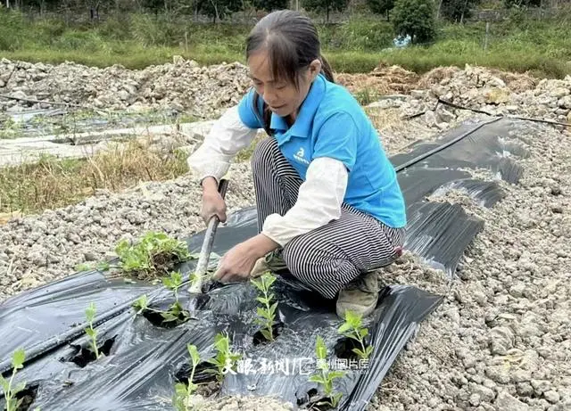 致富种植仙草视频_仙草种植致富_致富种植仙草图片