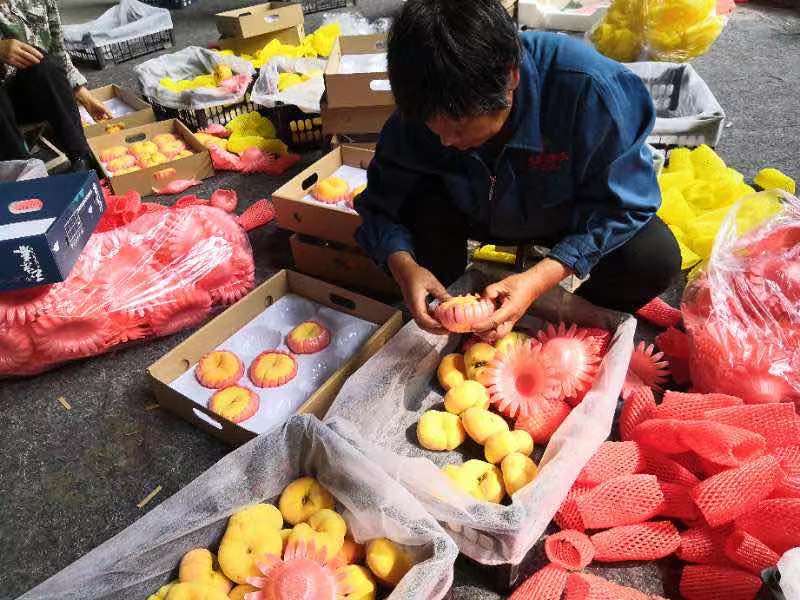 “小蜜桃”敲开“致富门”！青州市做强蜜桃产业助力乡村振兴