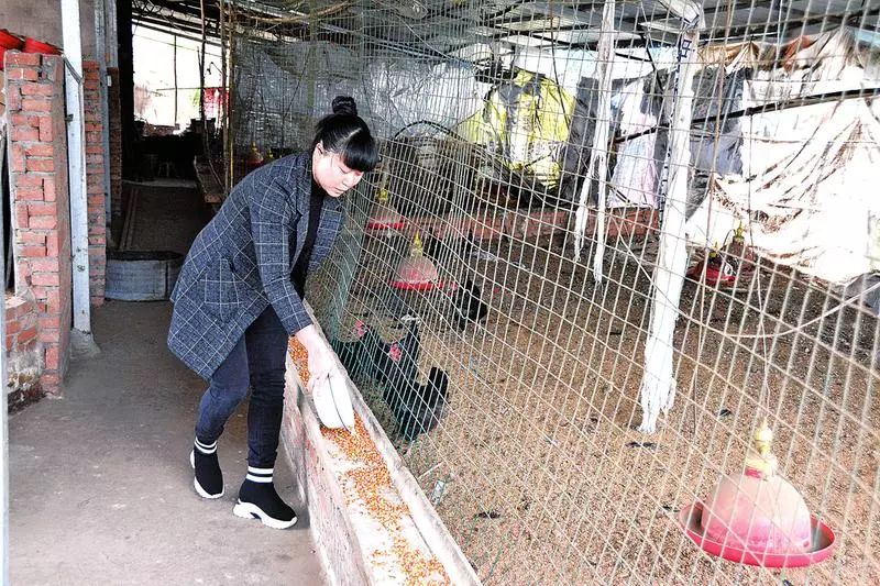 开州80后女大学生返乡创业扎根农村，在荒地种出“金果果”