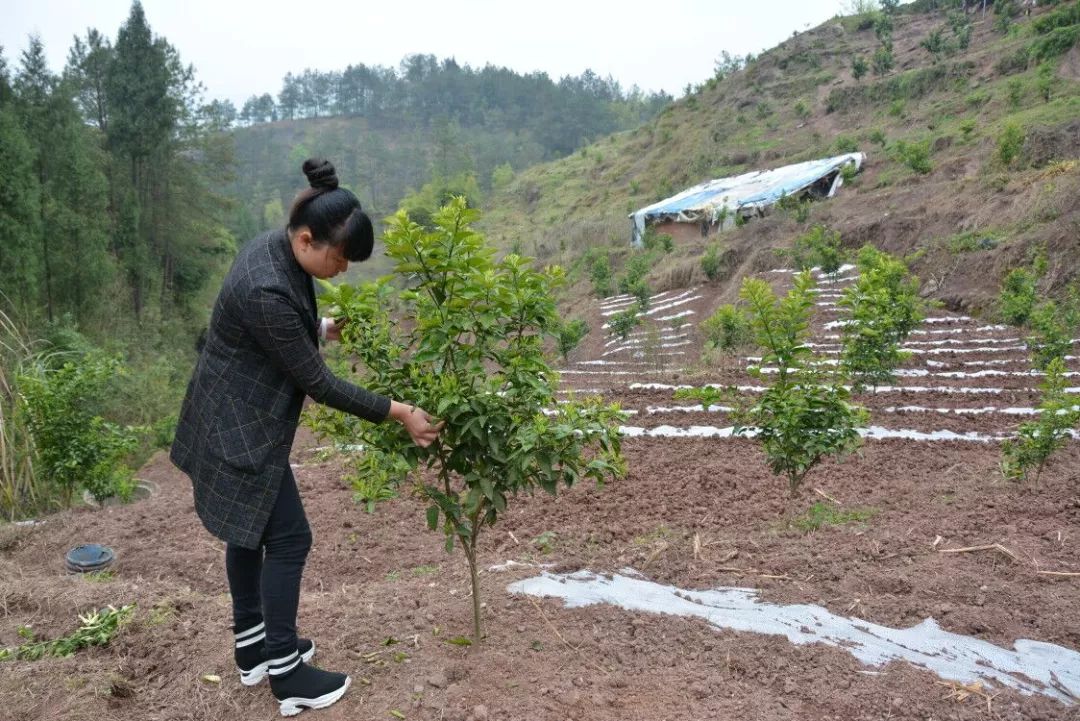 种植药材发家致富_返乡种植药材致富_致富药材返乡种植方案