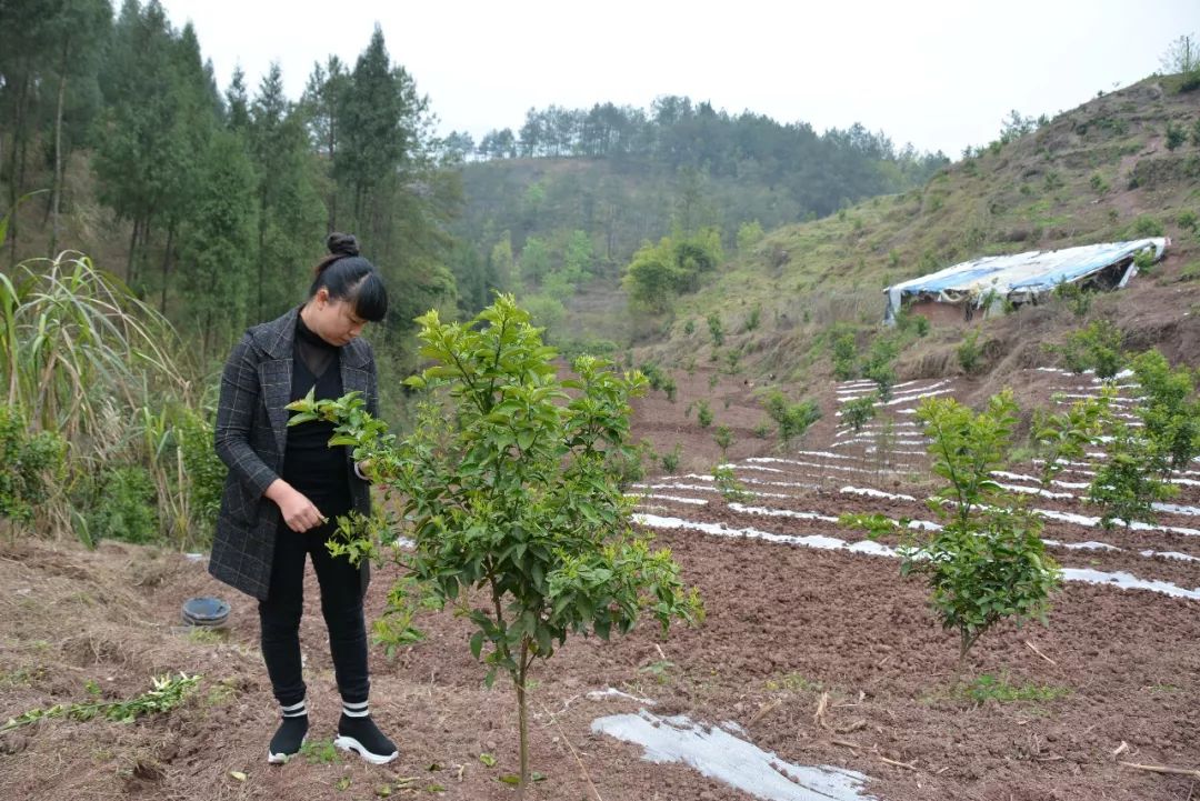 致富药材返乡种植方案_返乡种植药材致富_种植药材发家致富