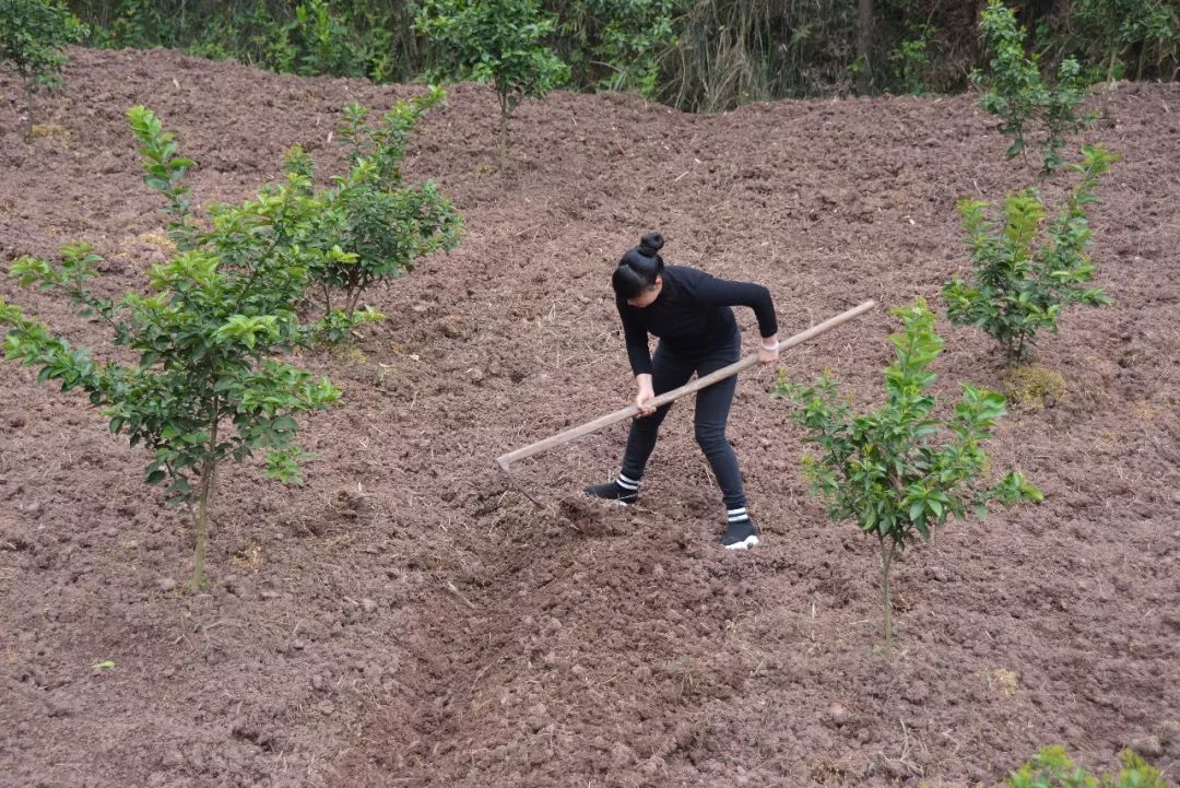 返乡种植药材致富_致富药材返乡种植方案_种植药材发家致富
