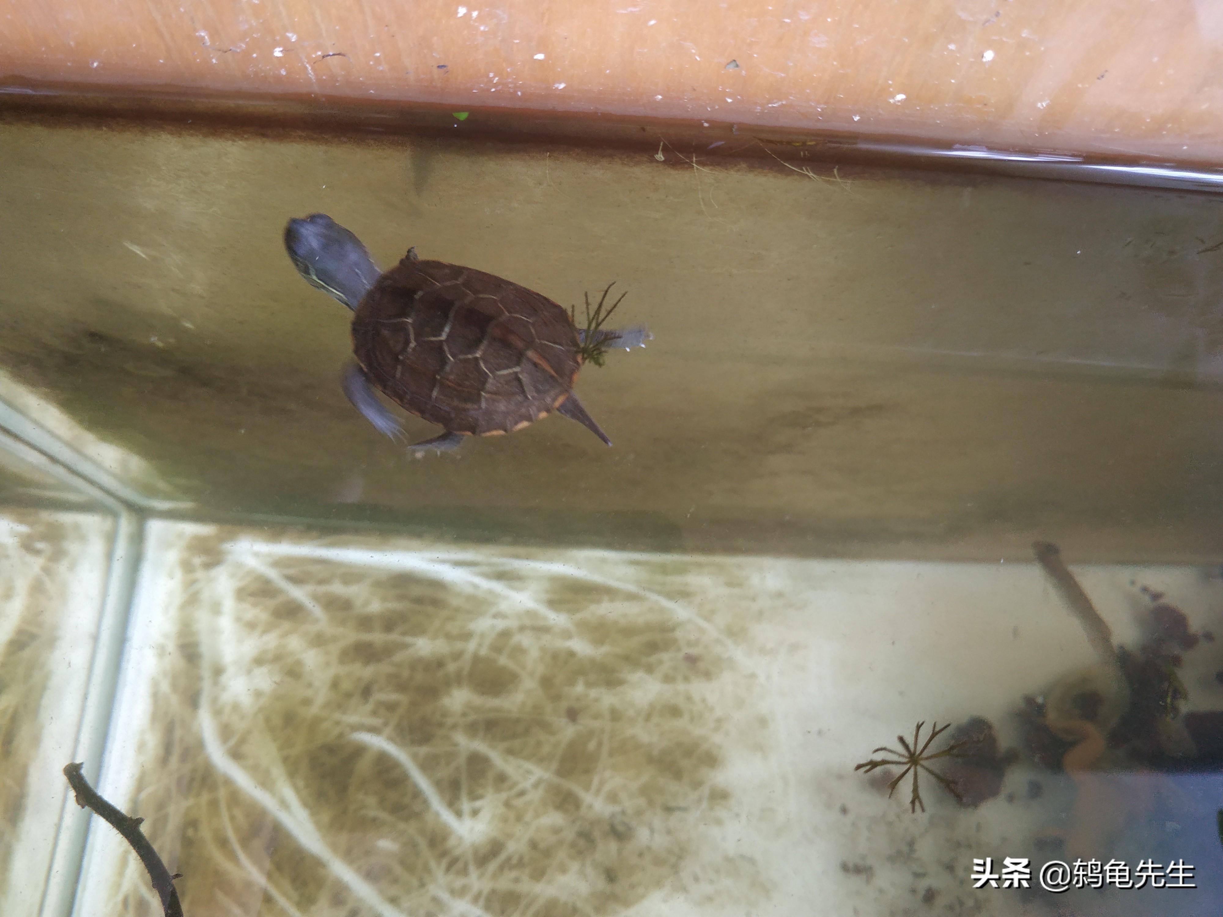 致富经龟_致富经2015全集养龟_致富经龟类养殖