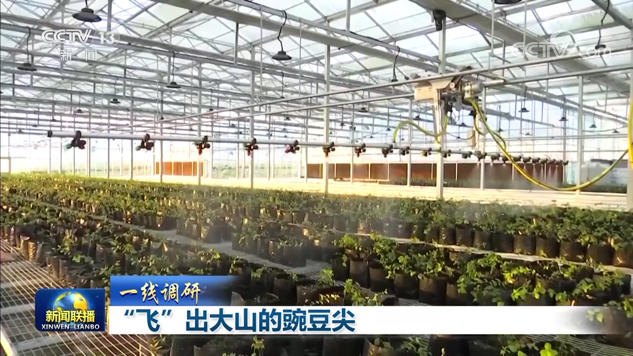 豌豆尖种植致富_种豌豆尖怎样才产量才高_豌豆尖种植视频