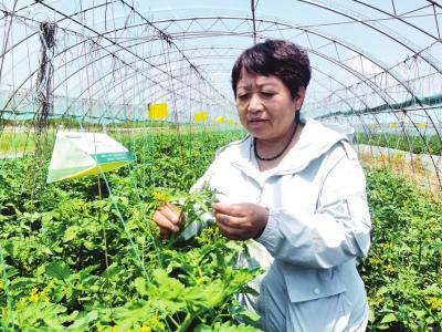 做强番茄产业 赋能乡村振兴——访山西农业大学园艺学院教授、本报乡村振兴专家团蔬菜