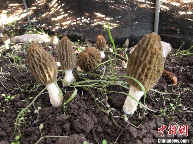 吴天农业羊肚菌_致富经吴桐羊肚菌种植_吴桐羊肚菌种植基地