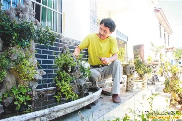 致富 |  从种花卉到做盆景 他探出致富新路子