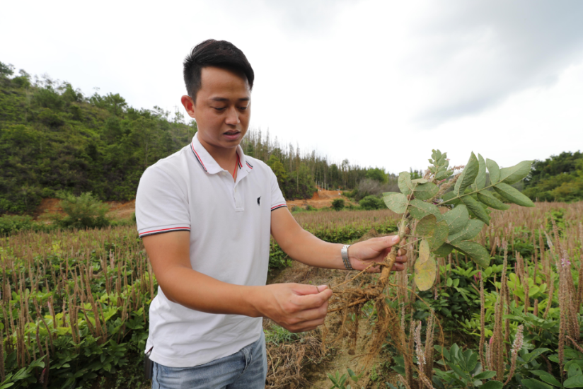 致富药材返乡种植方案_返乡种植药材致富_致富药材返乡种植补贴政策