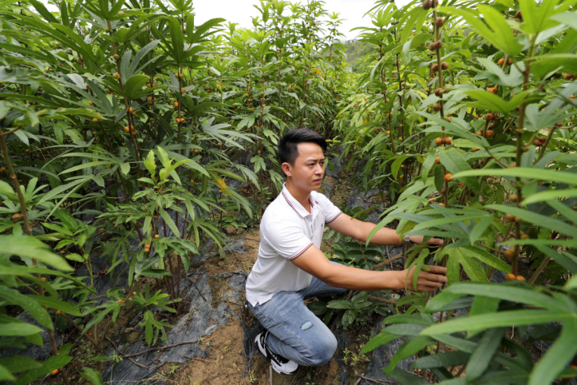 致富药材返乡种植补贴政策_返乡种植药材致富_致富药材返乡种植方案