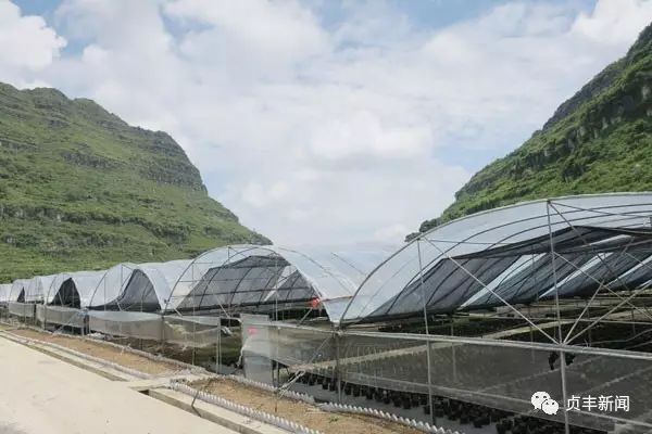 花卉种植致富_花卉致富种植方案_花卉致富种植方法