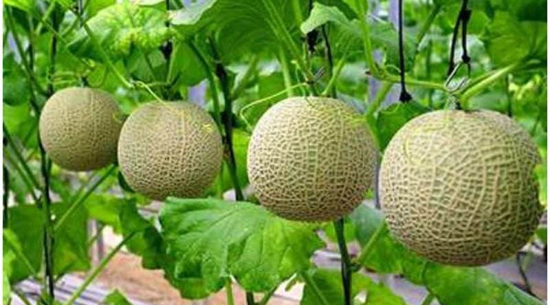 西甜瓜栽培技术（二）：网纹甜瓜春大棚越夏茬分批采收栽培