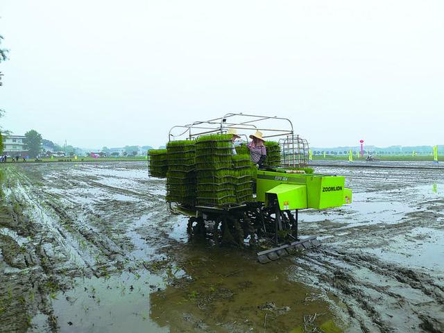 株洲主要的农作物是什么_湖南株洲蔬菜种植基地哪里多_株洲种植致富